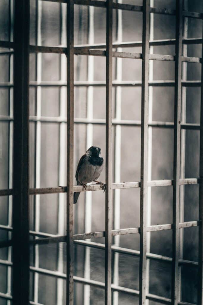 freie Vogel